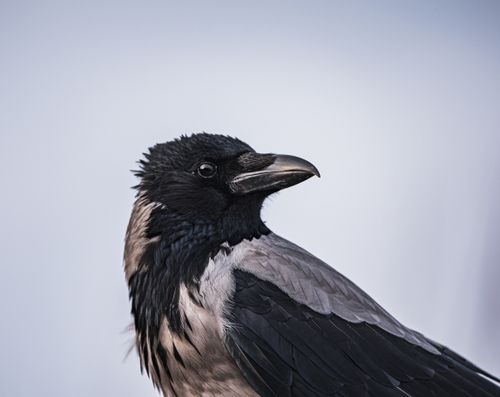 Free Detailed close-up portrait of a hooded crow with dark and light plumage in natural setting. Stock Photo
