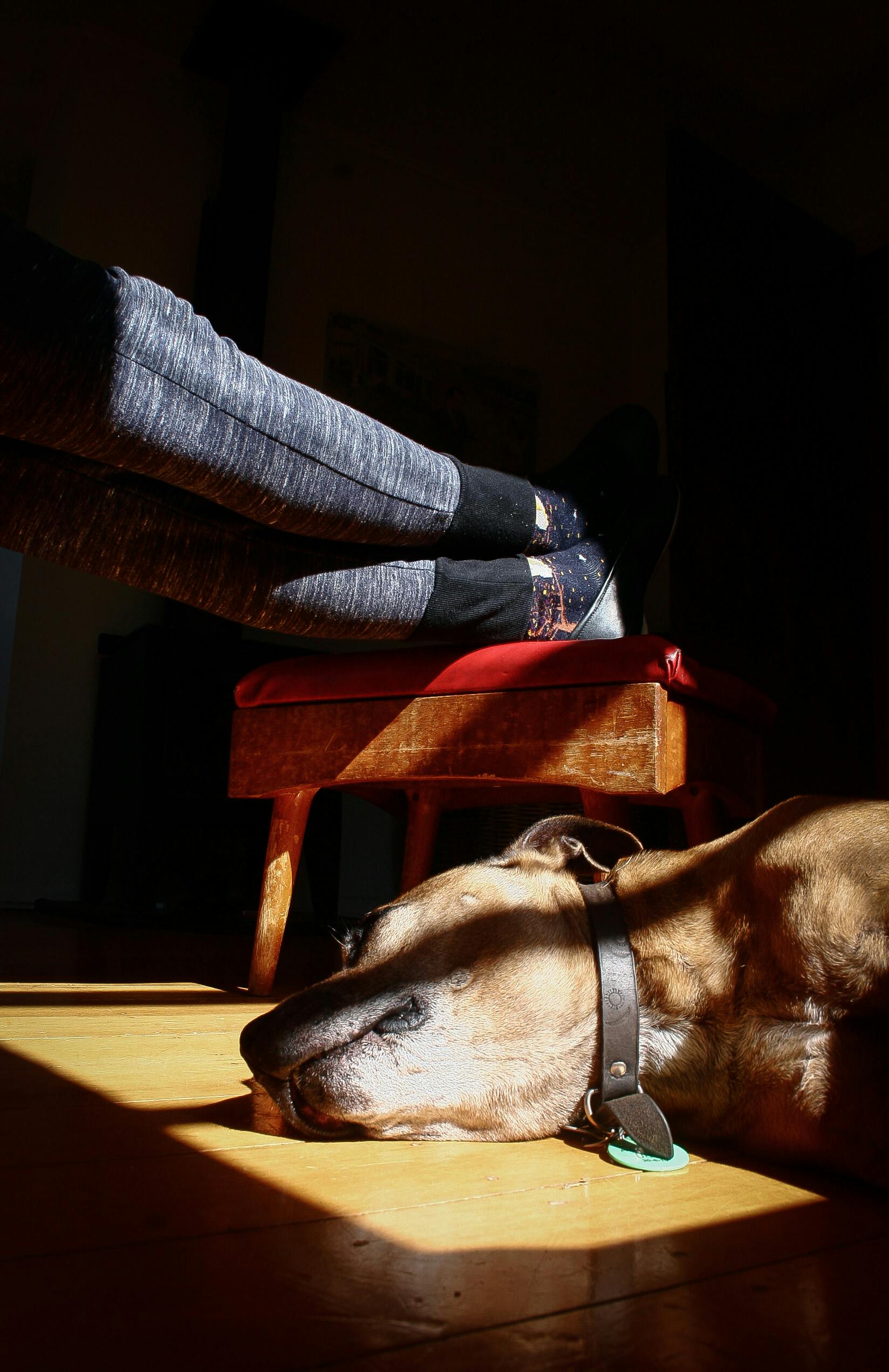 Free stock photo of asleep, dog, dog on floor