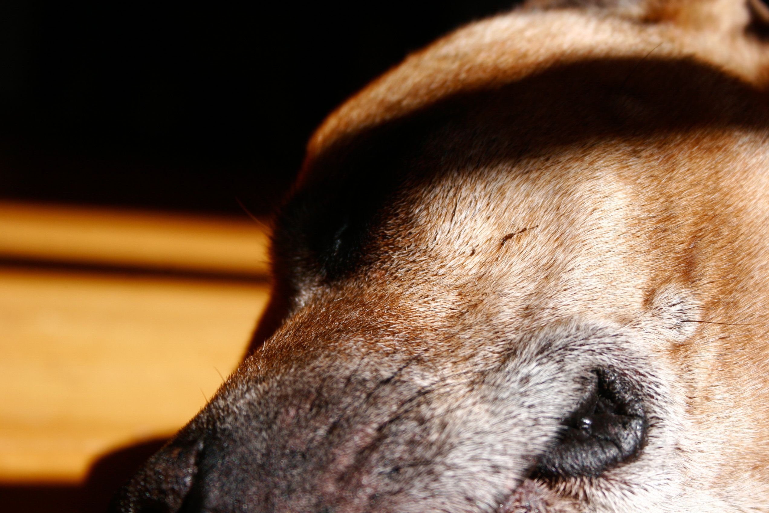 kostenloses-foto-zum-thema-beinauflage-boden-hund