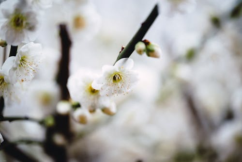 White Plum blossom