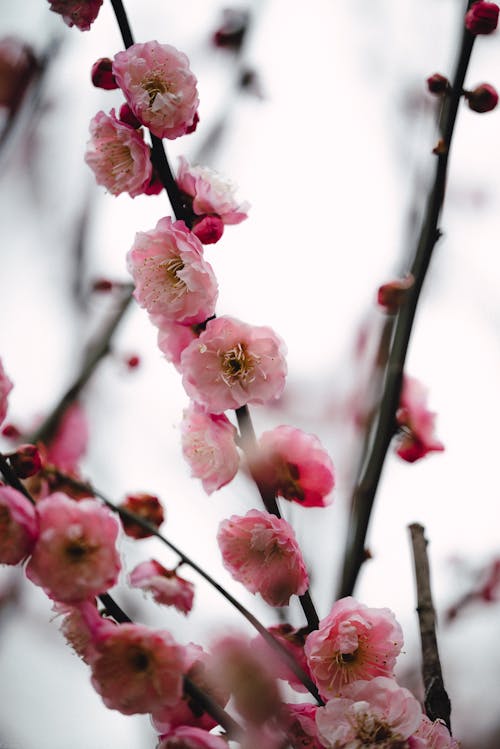 Pink Plum blossom