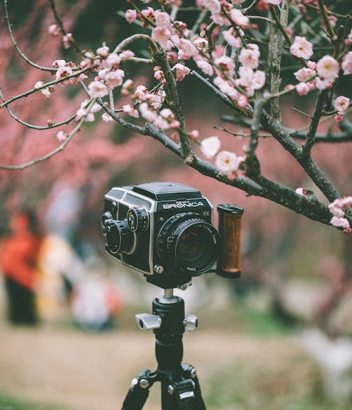 Cherry Blossoms over Vintage Camera