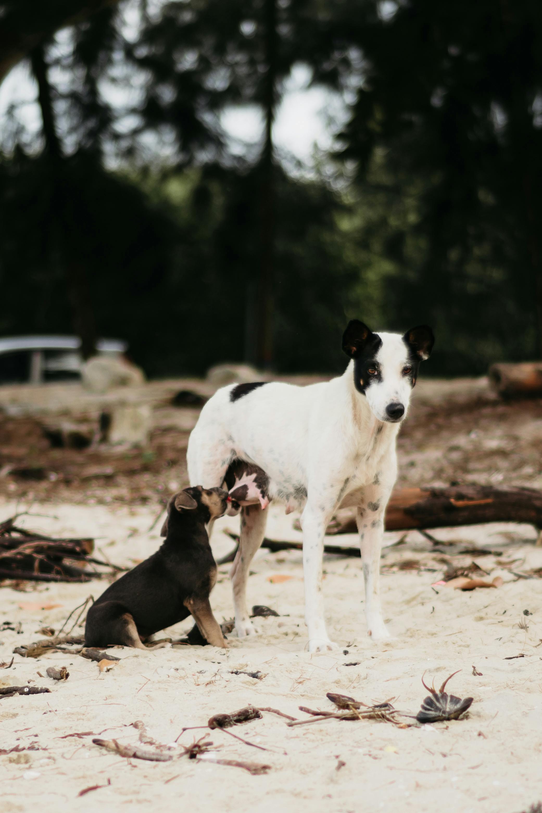 Mother dog feeding puppies best sale