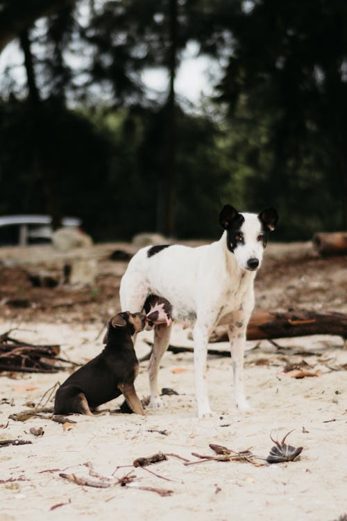 Free Mother Dog Feeding Puppy on Beach Stock Photo