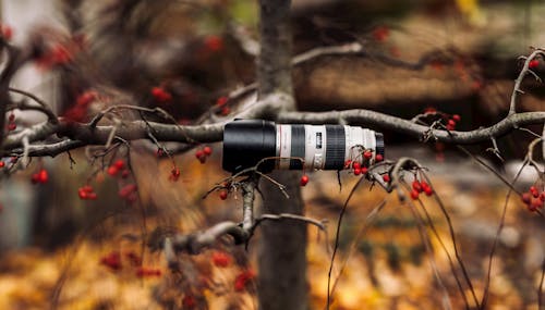 Black and White Camera Lens in Gray Tree Branch