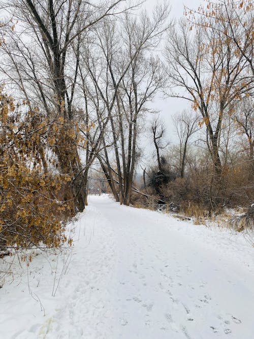 Darmowe zdjęcie z galerii z natura, pionowy strzał, przeziębienie