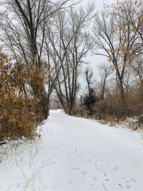 Free Serene winter pathways through Riverdale, UT with snow-covered trees and pathways. Stock Photo