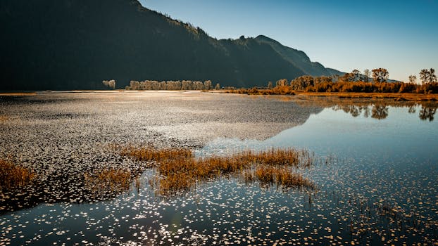 在不列颠哥伦比亚省的皮特湖，秋天的风景映照出皮特阿丁顿沼泽宁静的美丽