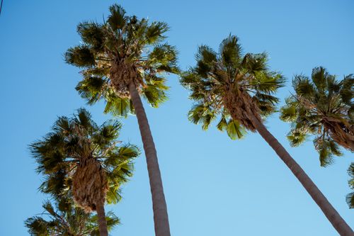 Free Low angle shot of tall palm trees under a bright blue sky, captured in summer Stock Photo