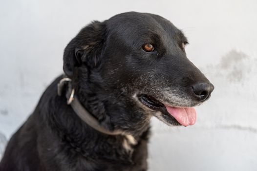 Free stock photo of animal, black, black dog