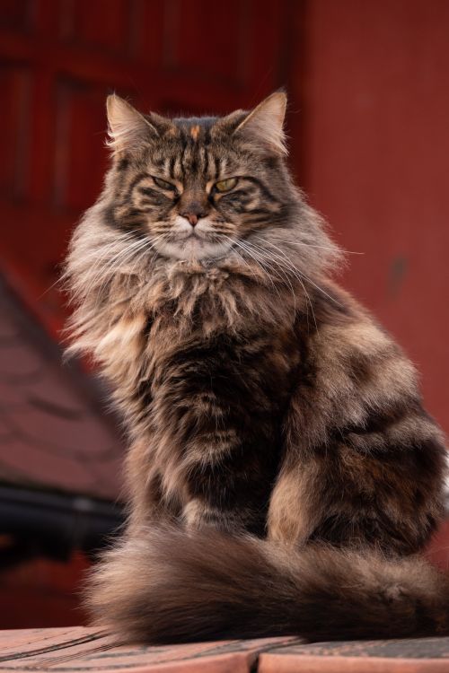 Free A fluffy domestic cat sits outside on a sunny day, showcasing its long fur and regal demeanor. Stock Photo