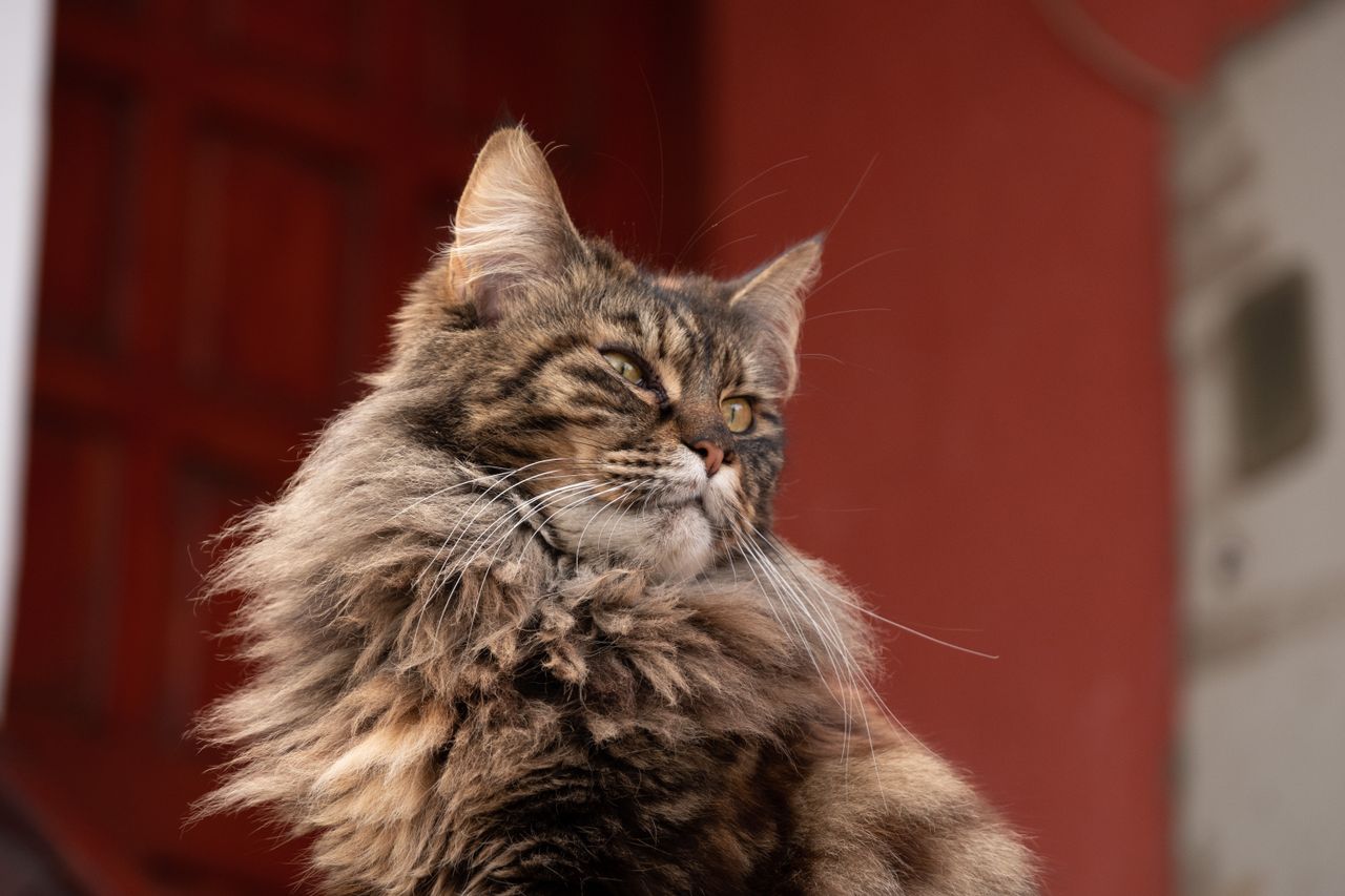 close up of a maine coon cat with fluffy fur and a majestic look