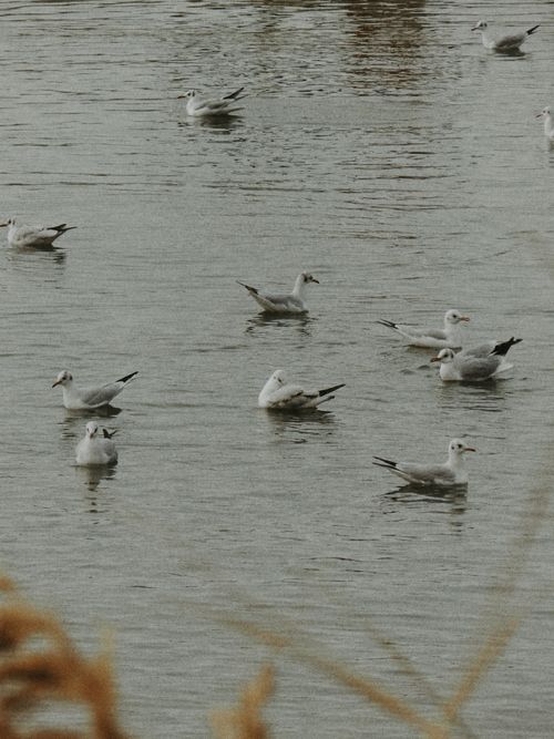 Free A serene image of seagulls gracefully floating on calm water, capturing the essence of peaceful nature. Stock Photo