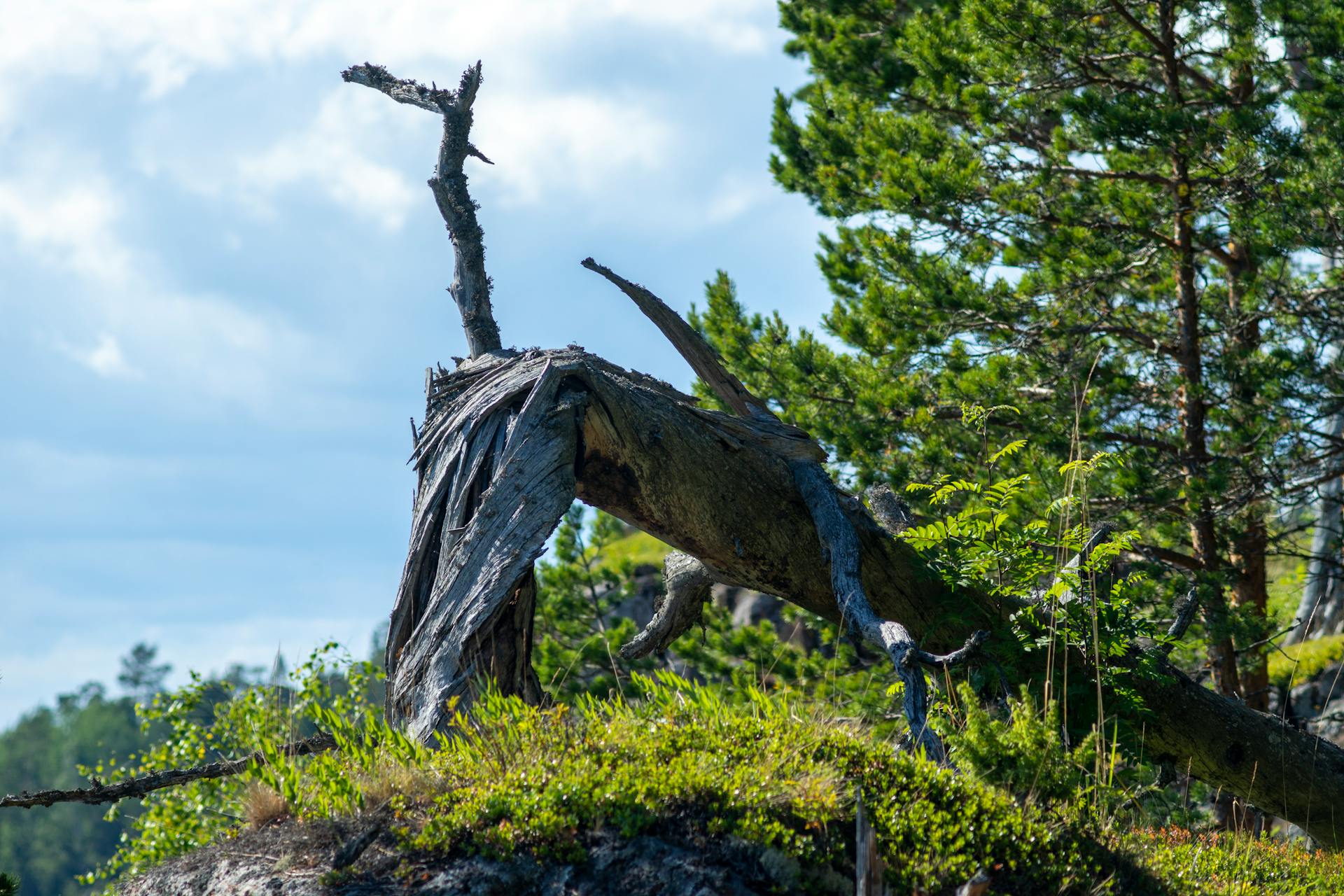 Broken Tree in a Forest