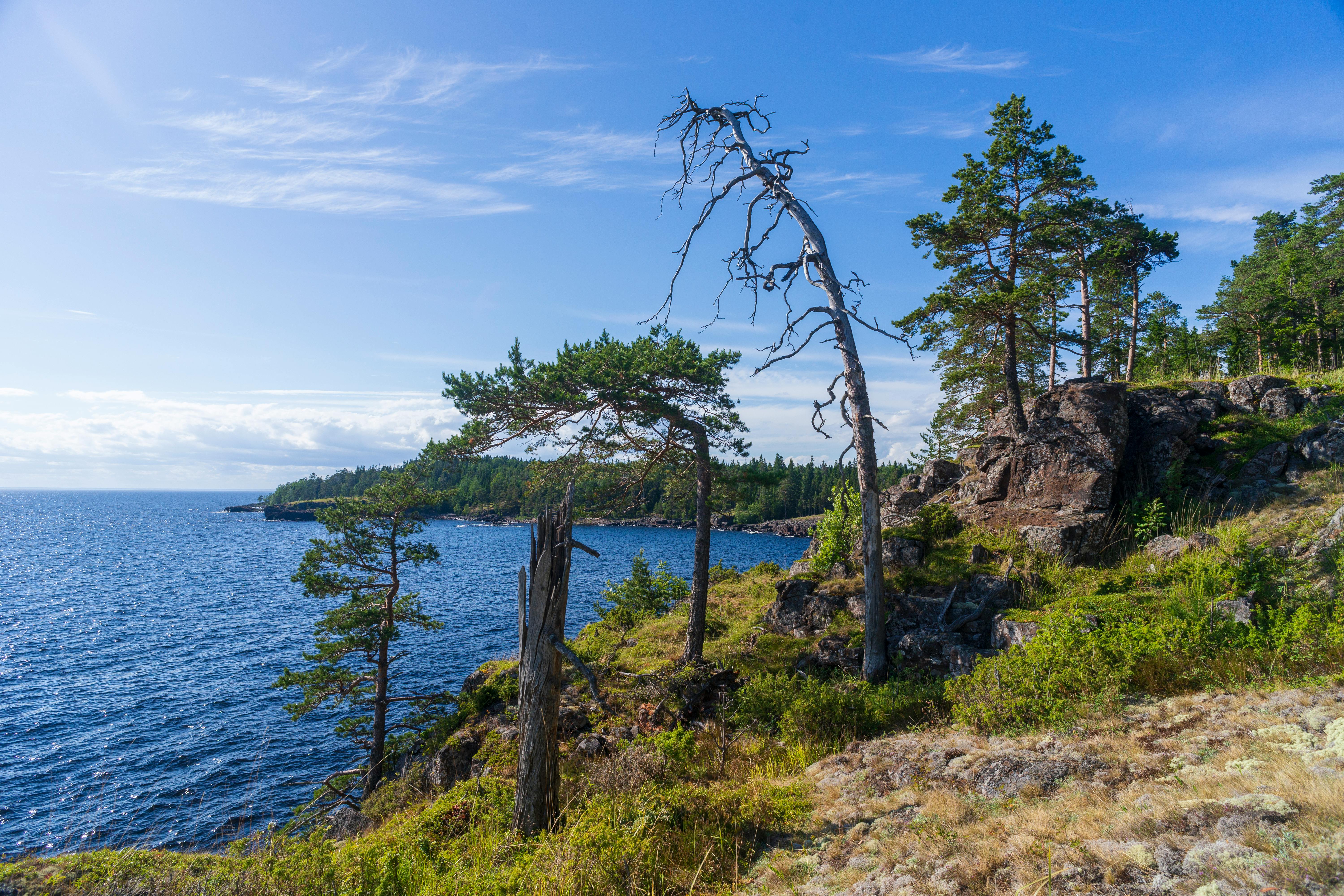 Scarce vegetation and pine trees on the coast of Valaam Island · Free