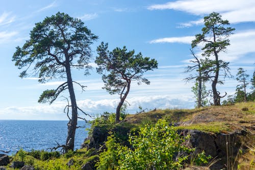 View of Trees and Shrubs on a Cliff and Blue Water in the Background 