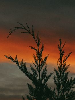 Silhouette of conifer branches set against a vivid red and orange twilight sky creates an epic scenic view.