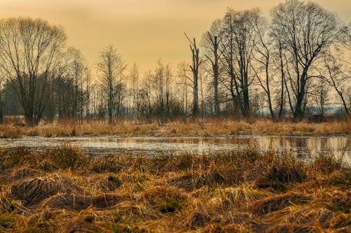 Immagine gratuita di alberi, autunno, cadere