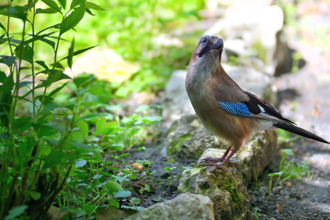 Foto stok gratis alam, berjalan, burung