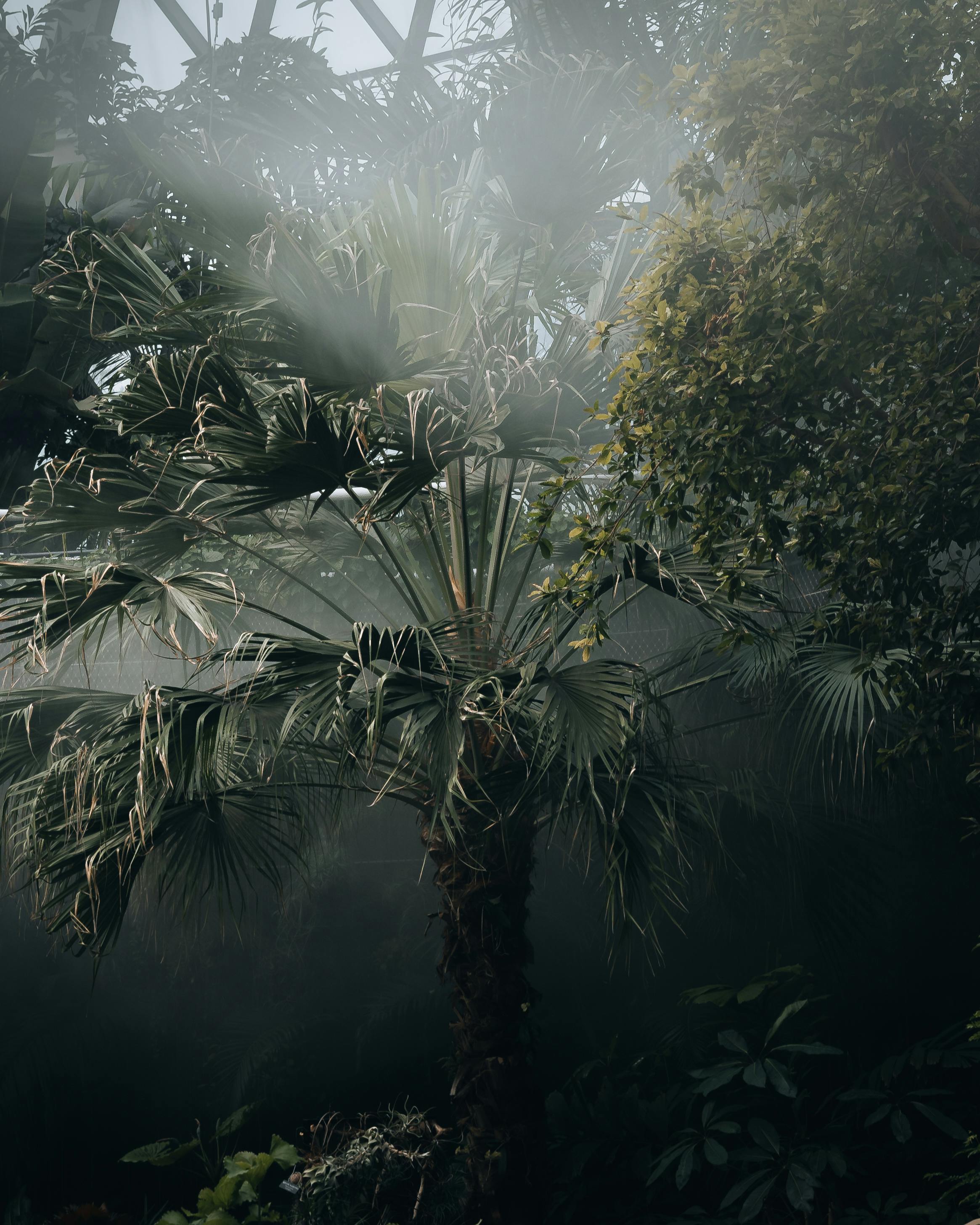 A misty greenhouse with sunlit tropical palms and lush green foliage.