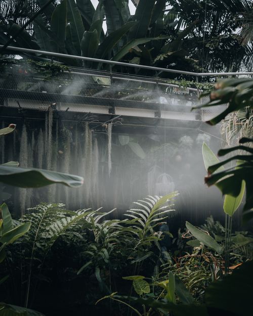 Free Lush tropical plants inside a greenhouse with mist and sunlight, Seoul, South Korea. Stock Photo