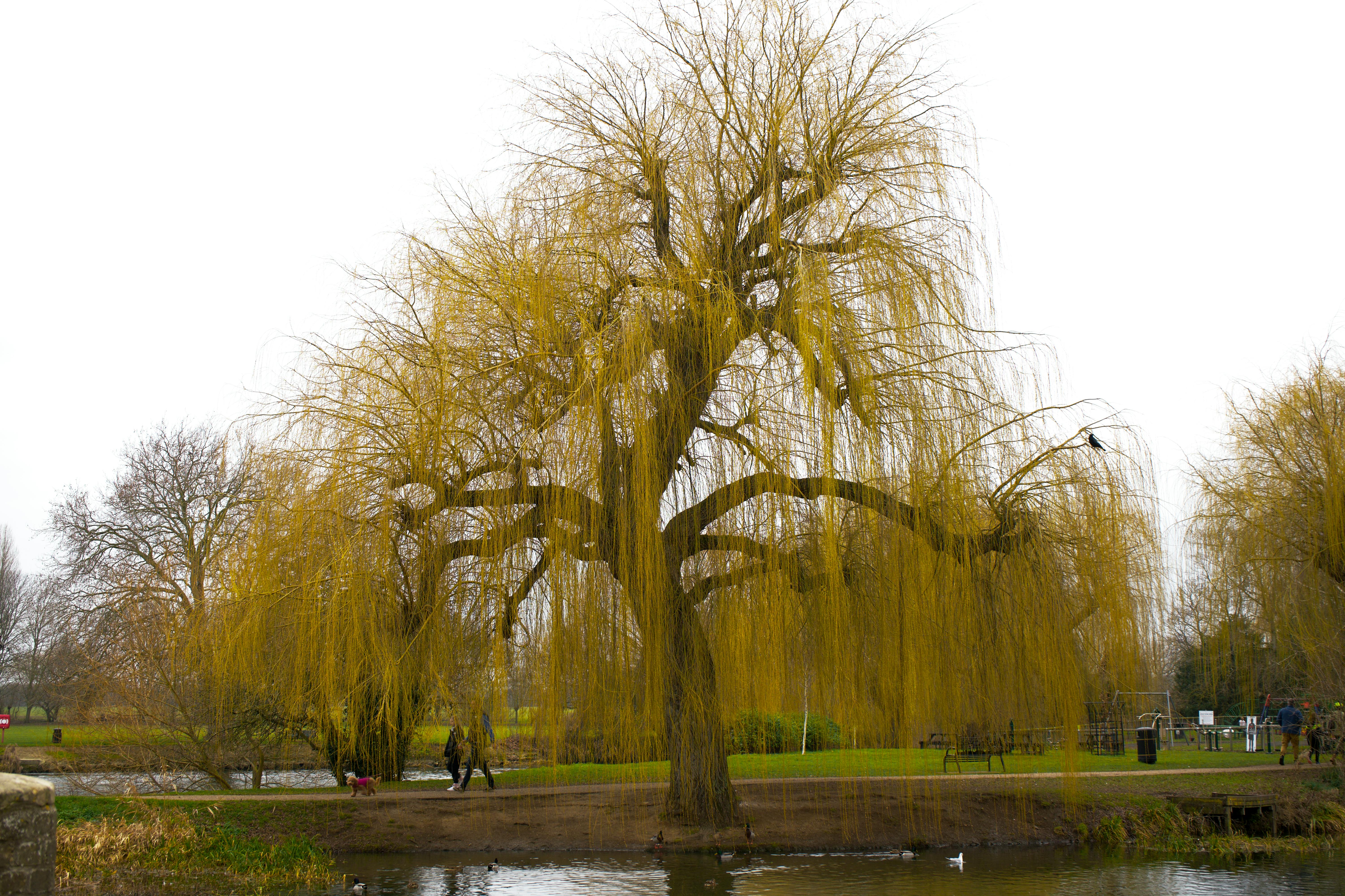 weeping willow tree wallpaper hd