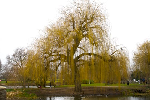 Free Weeping Willow Tree in Cambridgeshire Stock Photo
