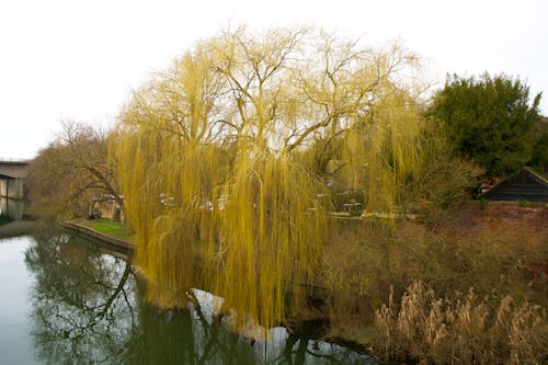 Free Weeping Willow River Great Ouse Stock Photo