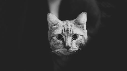 Portrait of a Little Cat in Black and White 