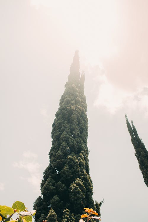 คลังภาพถ่ายฟรี ของ กลางแจ้ง, ต้นไซเปรซ, ท้องฟ้า