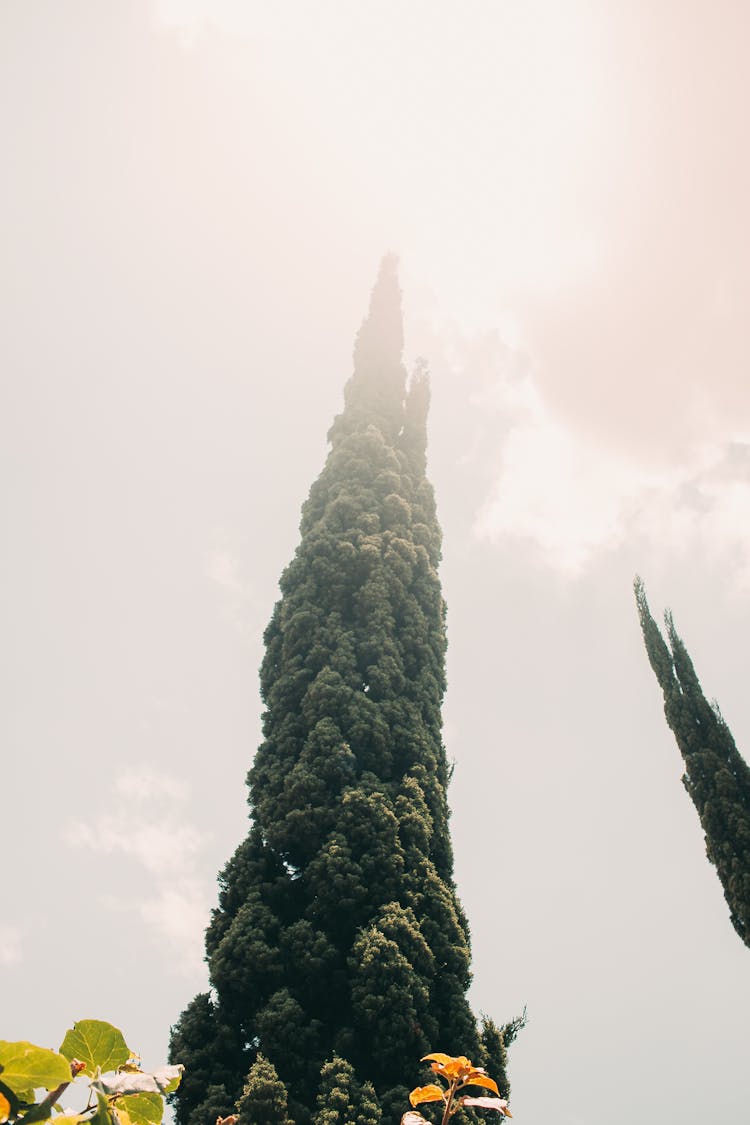 Photo Of A Cypress Tree Against A Bright Sky