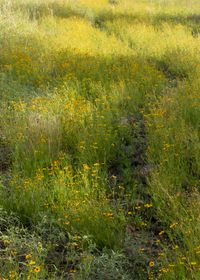 Hillside of wildflowers — photo by Jim Wilce on Pexels