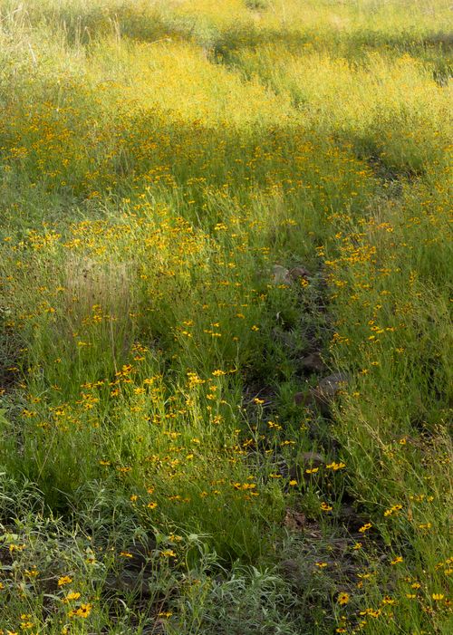 Free Explore a lush meadow of yellow wildflowers in Flagstaff, Arizona, on a sunny day. Stock Photo