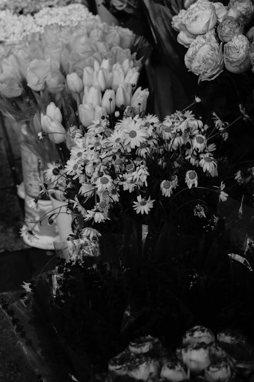 Gratis arkivbilde med blomstrende blomst, helt svart, svart