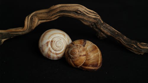 Artistic Photo of Two Snail Shells