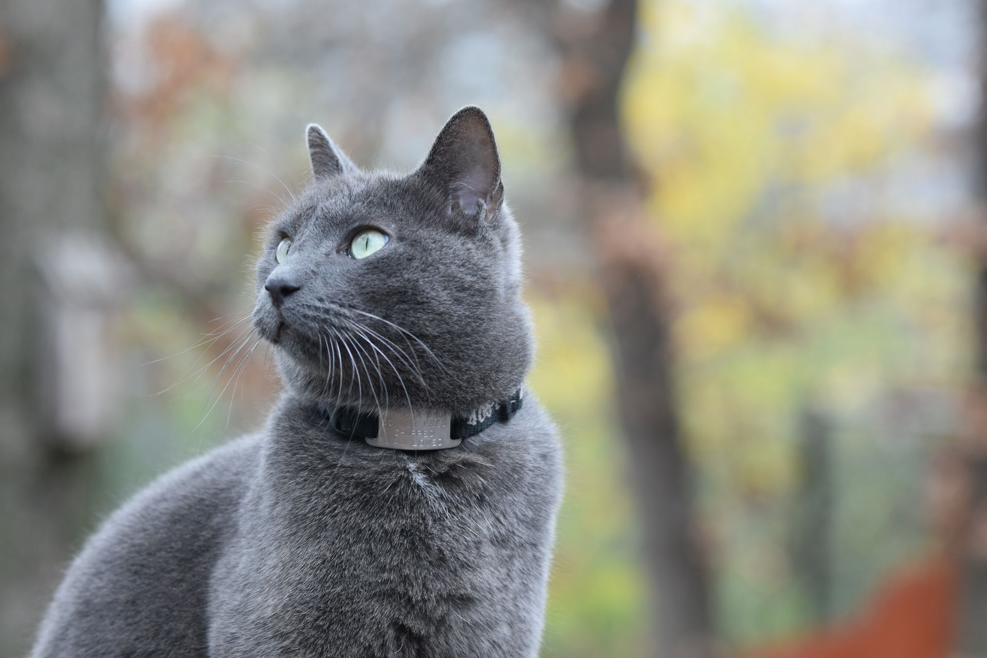 Close up of Russian Blue