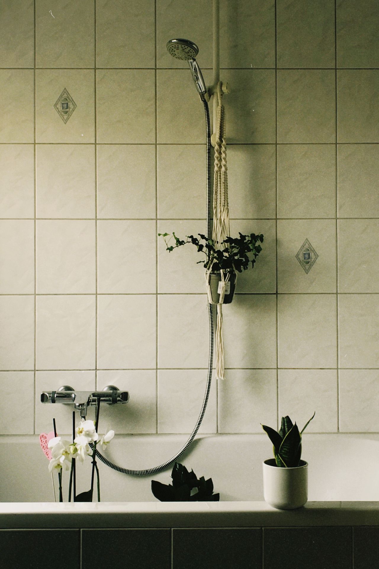 Humidity-loving plants beside a tiled bathtub, with a hanging ivy, a white orchid, and a small snake plant on the tub ledge