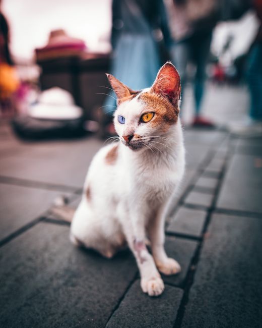A striking cat with heterochromia sits attentively on a bustling city street.