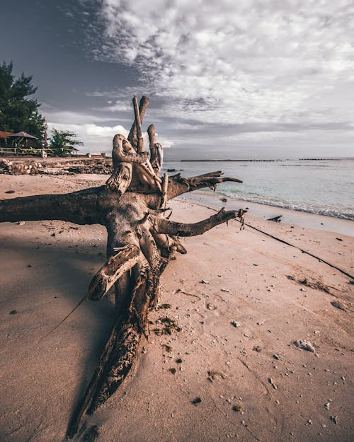 Foto Kayu Apung Di Garis Pantai