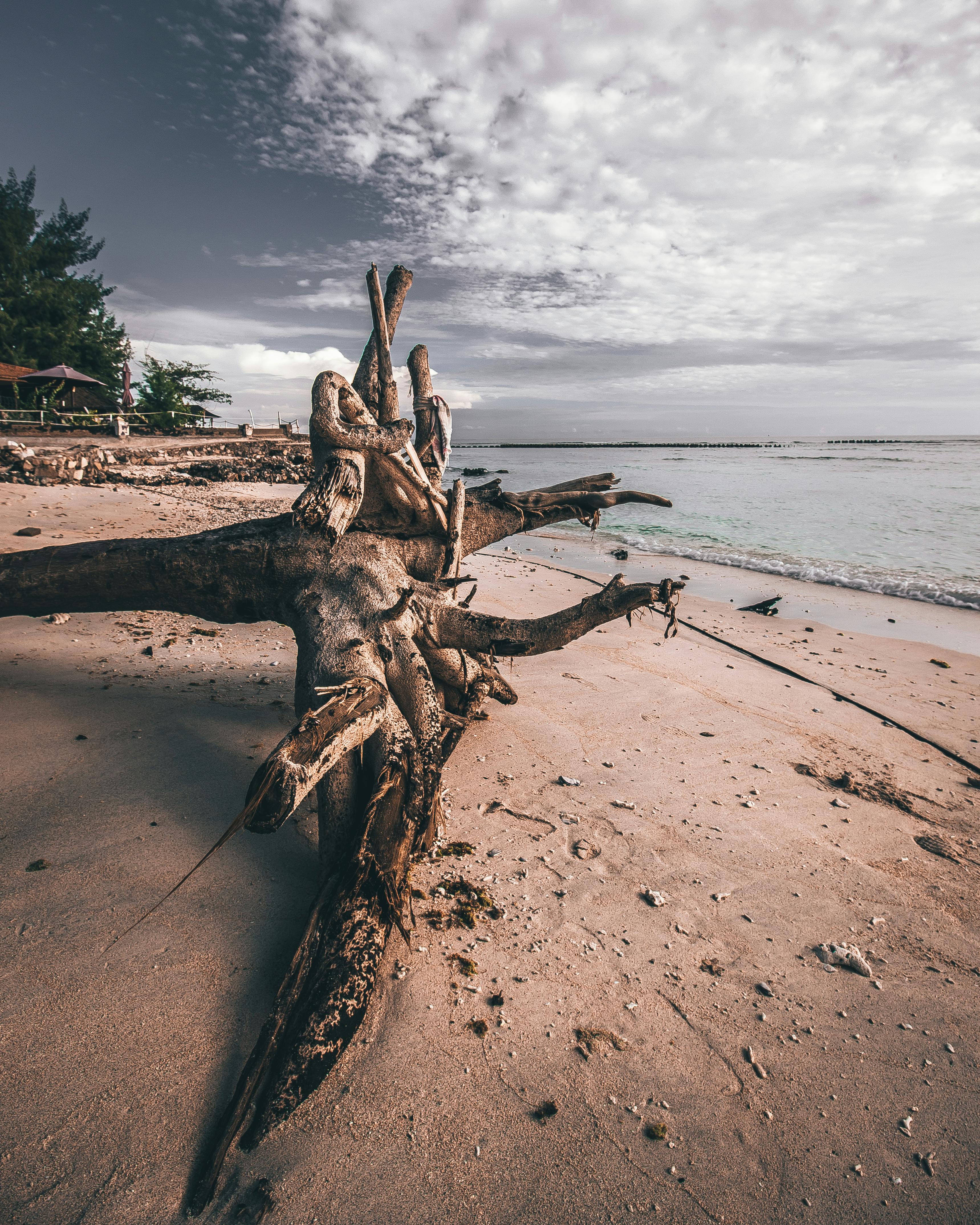 Photo of Driftwood on Shoreline · Free Stock Photo