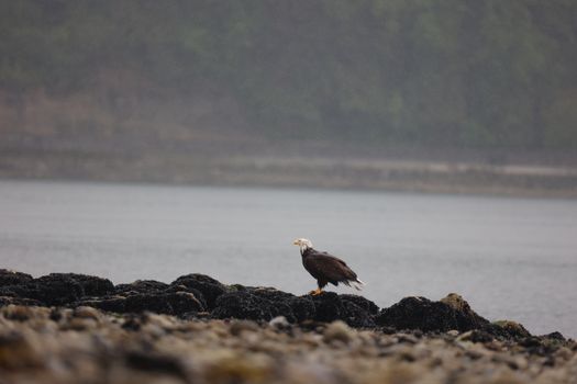A bald eagle perched on a rocky shoreline in Vancouver, Canada, during an overcast day.