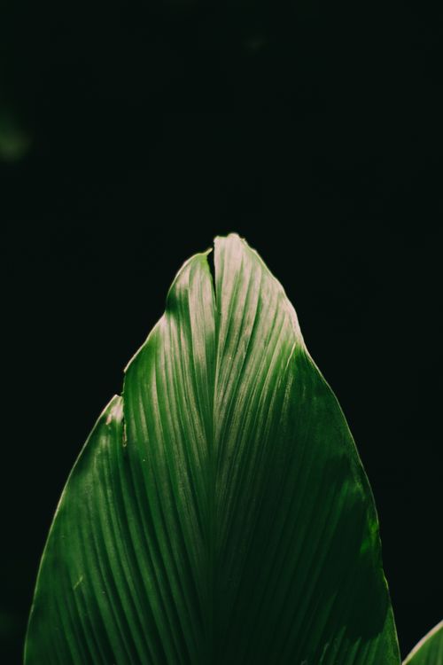 Free A vibrant green leaf stands against a contrasting dark background, capturing natural beauty. Stock Photo