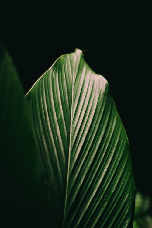 Macro of Green Leaf on Black Background
