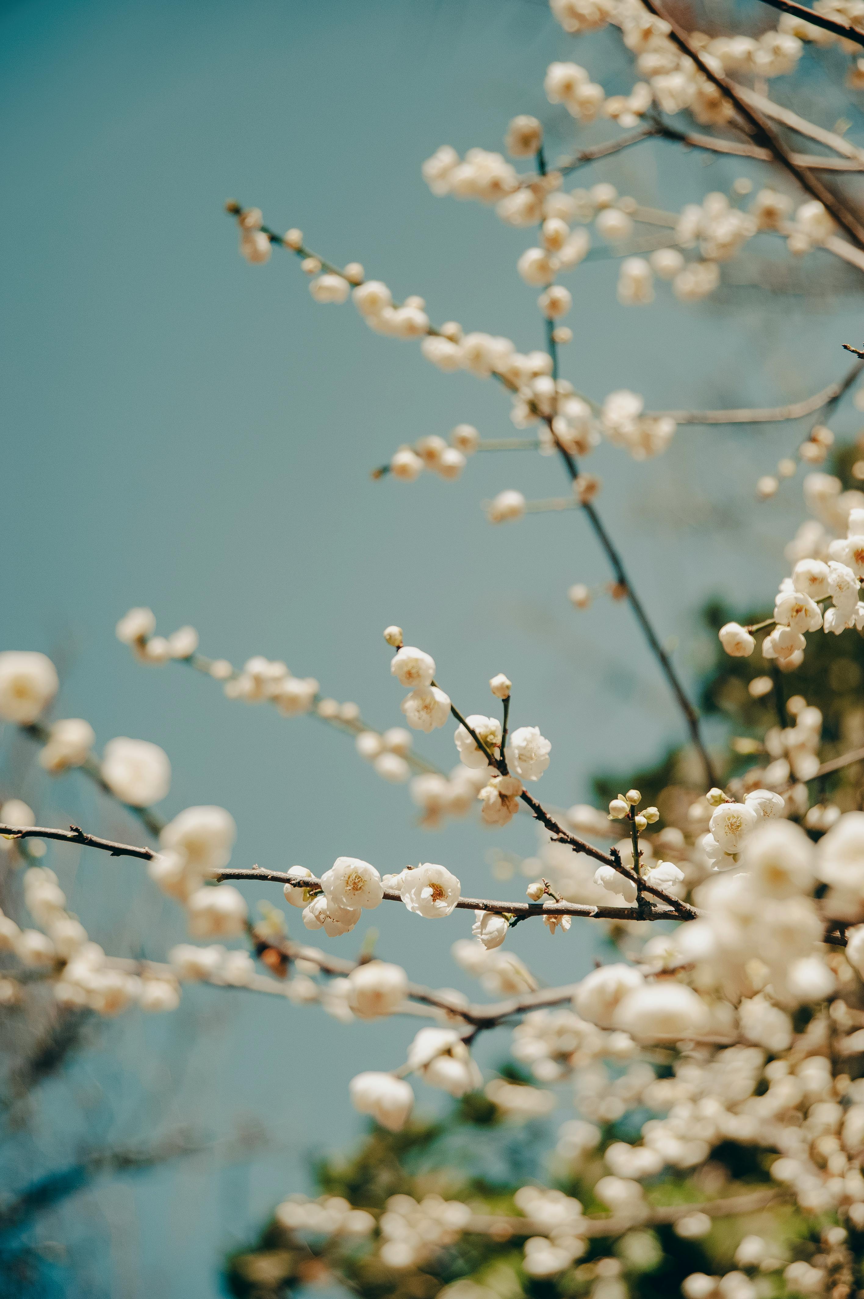 Close up of Spring Blossoms · Free Stock Photo, image size:2832x4256