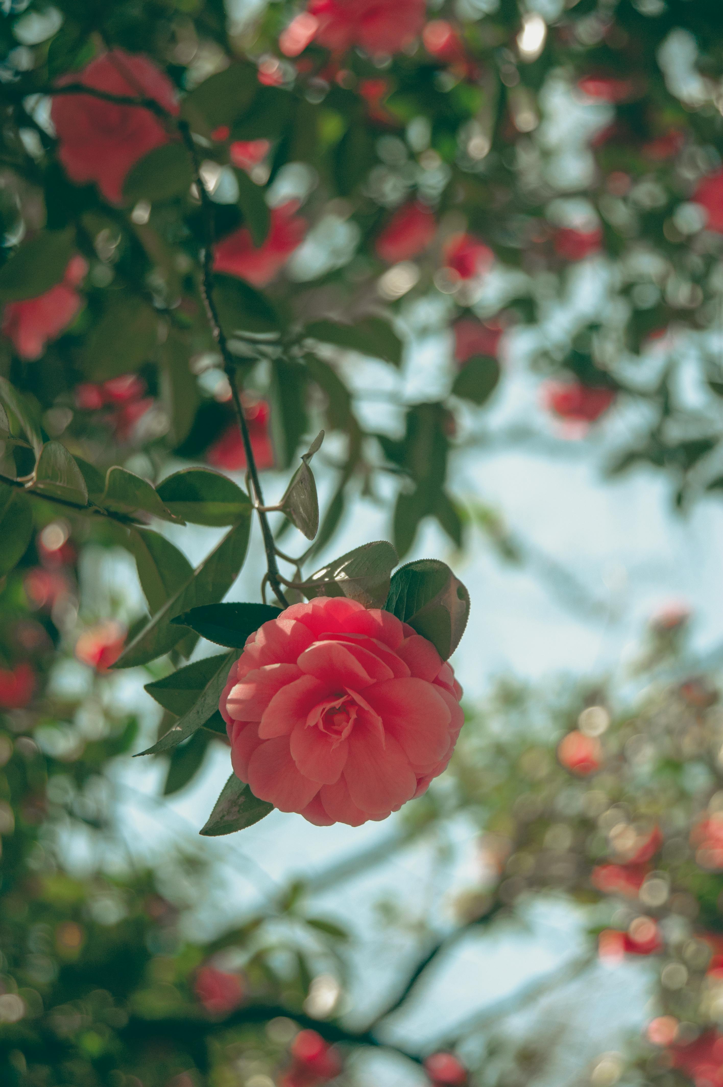 Wallpaper : camellia, flowers, bush, pink 3280x4830 - wallbase - 1288919 -  HD Wallpapers - WallHere