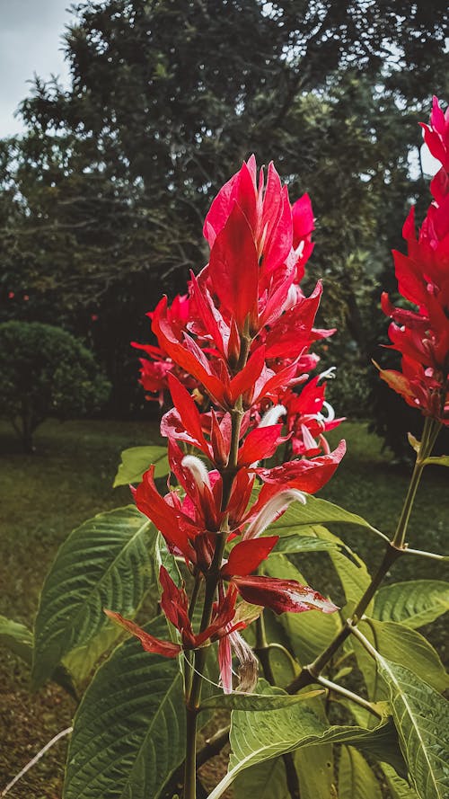 Kostenloses Stock Foto zu blume, bunt, natur