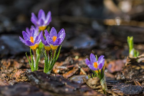 Selective Focus Photo of Purple Petaled Flower With Water Droplet on Daytime