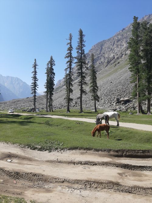 Free Peaceful rural scene of horses grazing under tall trees in Khyber Pakhtunkhwa, Pakistan. Stock Photo