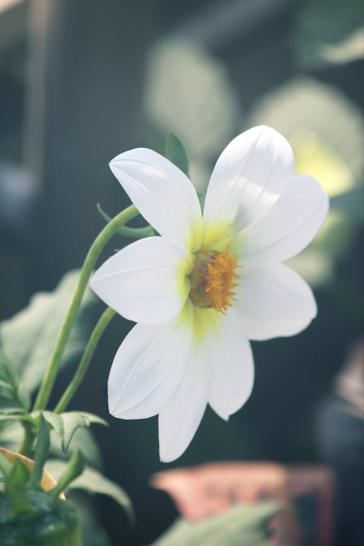 Close Up Of White Flower