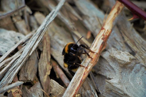 Free stock photo of bumblebee, macro, macro photography Stock Photo
